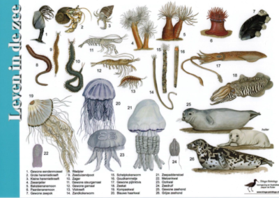 Streefbeeld onderwaternatuur Waddenzee