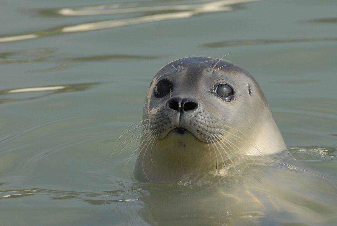 Tussenevaluatie Zeehondenakkoord